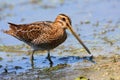 Snipe (gallinago gallinago) Royalty Free Stock Photo