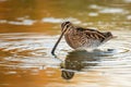 Snipe Gallinago gallinago in the water in a beautiful light Royalty Free Stock Photo