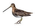 Snipe, Gallinago Royalty Free Stock Photo