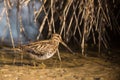 A Snipe