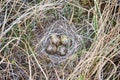 Snipe nest in sedge swamp