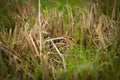 Snipe is sitting in the grass in spring during nesting season