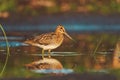 Snipe stands in shallow water with reflection in the water Royalty Free Stock Photo