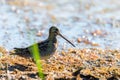 Snipe in swamp. Birds in wild nature and habitat Royalty Free Stock Photo