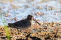 Snipe in swamp. Birds in wild nature and habitat Royalty Free Stock Photo