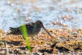 Snipe in swamp. Birds in wild nature and habitat Royalty Free Stock Photo