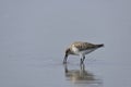 Snipe (Taiwan birds). Royalty Free Stock Photo