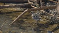 Snipe walking in the sand of the swamp Royalty Free Stock Photo