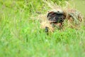 Sniper aiming Royalty Free Stock Photo