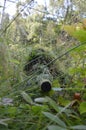 Sniper in the forest as silent warrior Royalty Free Stock Photo