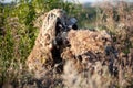 Sniper in ghillie suit with precision rifle with optic sight