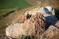 Sniper in ghillie suit with precision rifle with optic sight Royalty Free Stock Photo