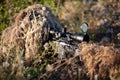 Sniper in ghillie suit with precision rifle with optic sight Royalty Free Stock Photo