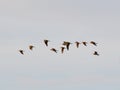 Snipes in flight