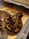 Snke fire mrph racks ball python Royalty Free Stock Photo