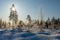 Sno cowered landscape and a blue sky with sun behind a pine-tree Royalty Free Stock Photo