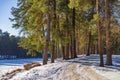 Snoe road in the sunny winter forest