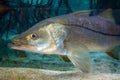 Snook Royalty Free Stock Photo