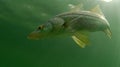 Snook fish swimming in ocean Royalty Free Stock Photo