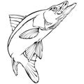 Snook Illustration Royalty Free Stock Photo