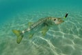 Snook in ocean chasing lure Royalty Free Stock Photo