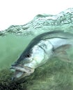 Snook fish searching shallows for food Royalty Free Stock Photo