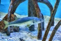 salt water snook fish under water