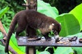 Snookum Bear. Costa Rica jungles wildlife.