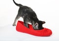 Snoop in Slipper Royalty Free Stock Photo