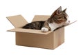 Snoopy little cat in box Royalty Free Stock Photo