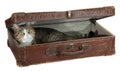 Snoopy pet in antiquarian case
