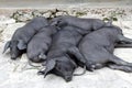 Snoozing Bunch of Black Iberian Pigs Royalty Free Stock Photo