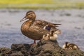 Snoozing Ducklings