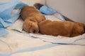 Snoozing new pups on their pee pads Royalty Free Stock Photo