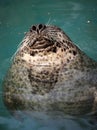 Snoozing seal Royalty Free Stock Photo