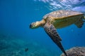 Big turtle in coral reef underwater shot Royalty Free Stock Photo