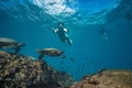 A girl doing snorkeling in tropical water Royalty Free Stock Photo