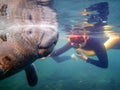 A snorkeler man swimming close to a manatee in Crystal River, Florida.