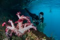 Snorkeler and Soft Coral Colony in Raja Ampat