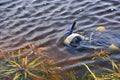 Snorkeler Swimming Underwater