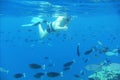 A snorkeler under water