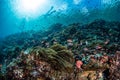 Snorkelers and Amazing Coral Reef in Indonesia Royalty Free Stock Photo