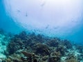 Snorkelers over a coral reef Royalty Free Stock Photo