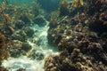 Snorkeling at Anakao, Madagascar - mostly plants on sandy sea floor visible, not much marine life, underwater photo Royalty Free Stock Photo