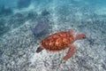 Sea turtle and stingray