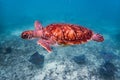 Sea turtle and stingray