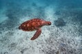 Sea turtle and stingray