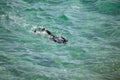 Snorkeling diver looking for fish in the warm waters