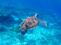 Snorkeling and diving with sea turtle. Green sea turtle swimming in the ocean Royalty Free Stock Photo