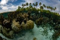 Snorkeling in french polynesia coral reef gardens and rainbow Royalty Free Stock Photo